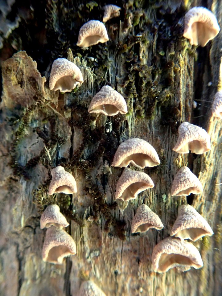 Calyptella totara 61532187