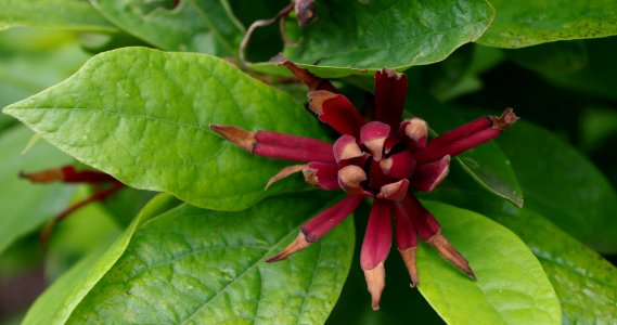 Calycanthus floridus - Parc floral 4 photo