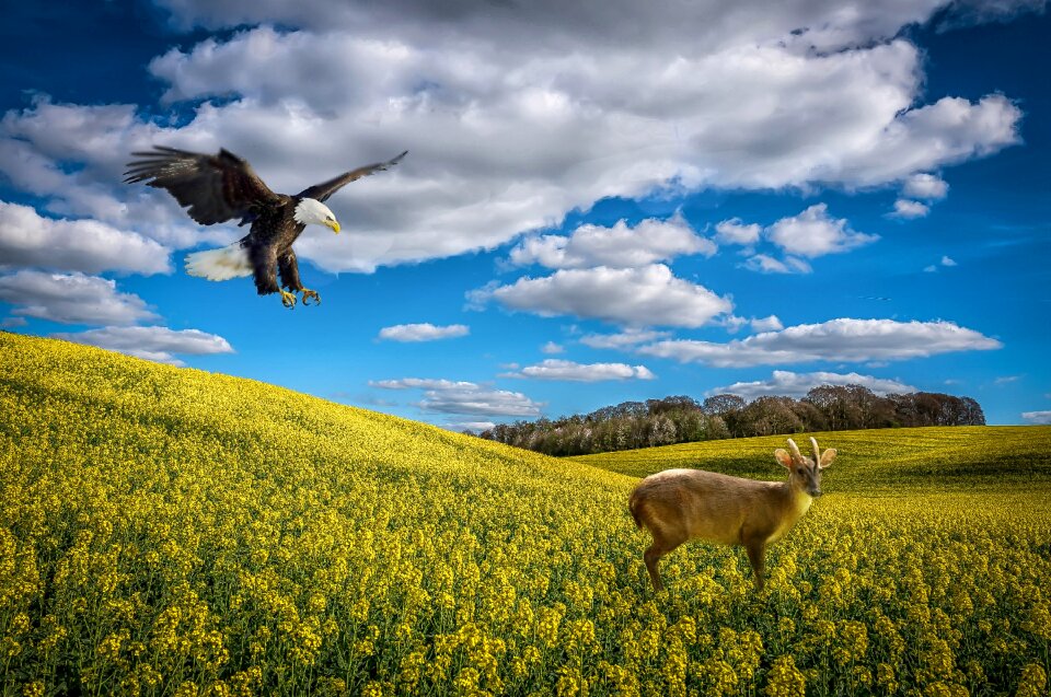 Environmental sky seed