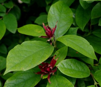 Calycanthus floridus - Parc floral 2 photo