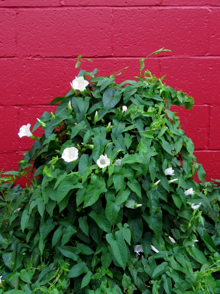Calystegia sepium, 2021-07-01, South Side, 01