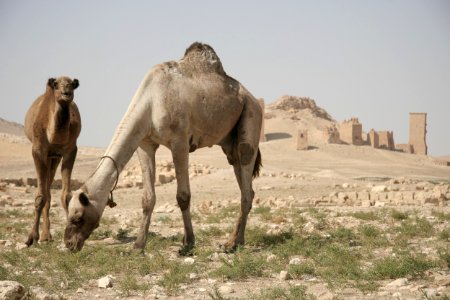 Camels in Palmyra