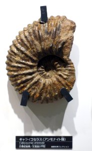 Calycoceras orientale - National Museum of Nature and Science, Tokyo - DSC06962