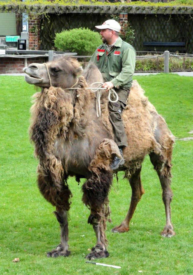 Camelus bactrianus - Copenhagen Zoo - DSC09057