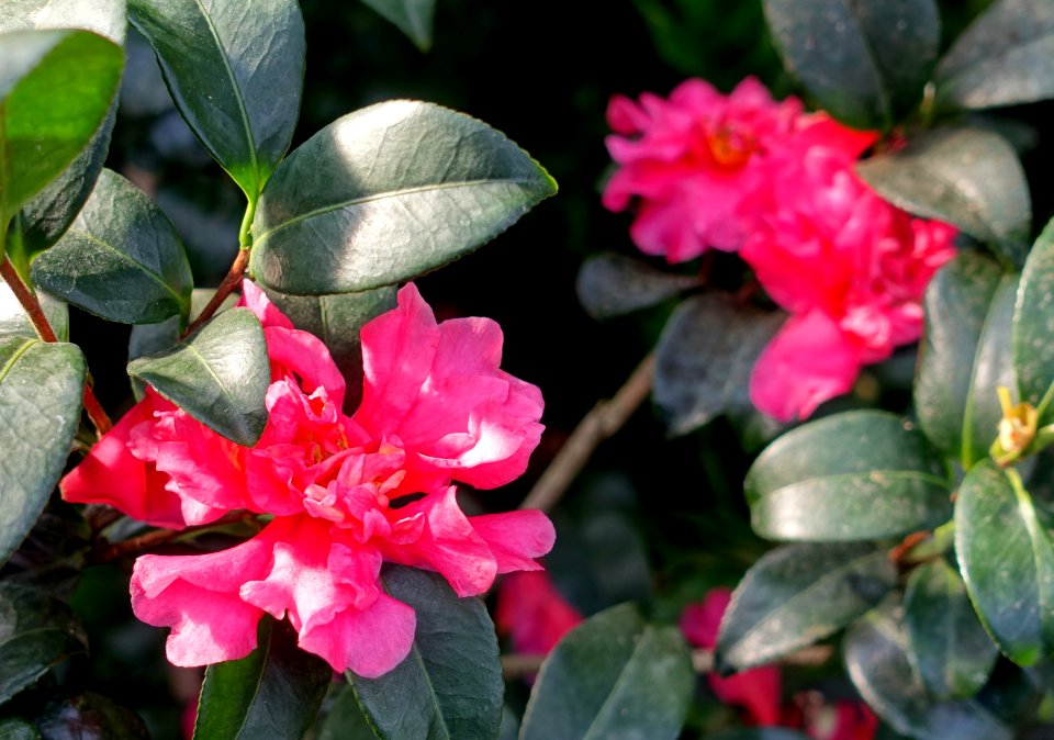 Camellia sasanqua 'Crimson King' - Wilhelma Zoo - Stuttgart, Germany - DSC01888