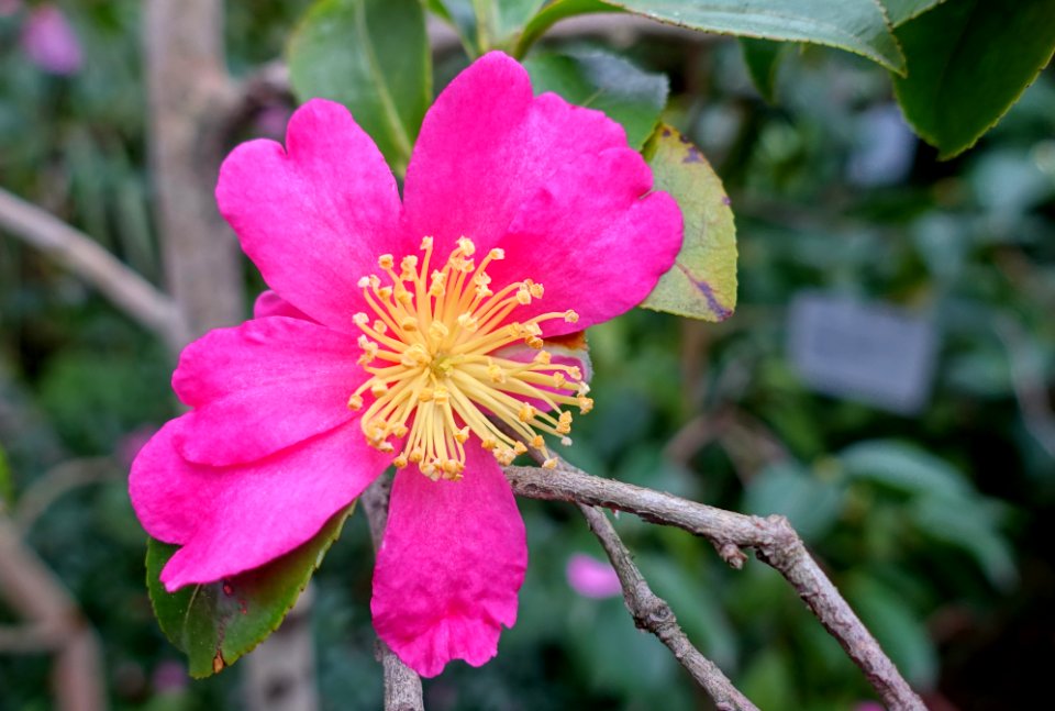 Camellia sasanqua 'Paradise Glow' - Flora park - Cologne, Germany - DSC00542