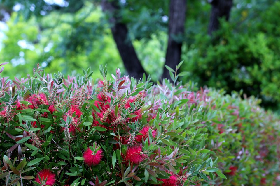 Callistemon cultivar IMG 0047-w-