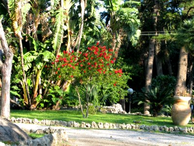 Callistemon - Villa comunale Umberto I (Reggio Calabria) - Italy - 30 April 2010