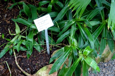 Callisia fragrans - Botanischer Garten - Heidelberg, Germany - DSC01094