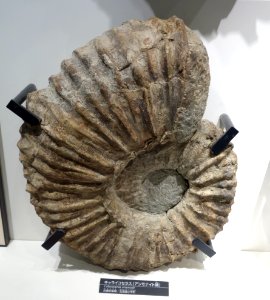 Calycoceras orientale - National Museum of Nature and Science, Tokyo - DSC06965
