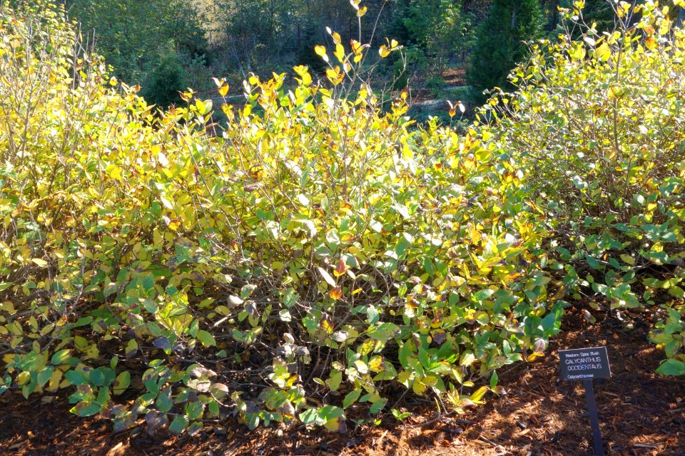 Calycanthus occidentalis - Humboldt Botanical Garden - Eureka, California - DSC02526