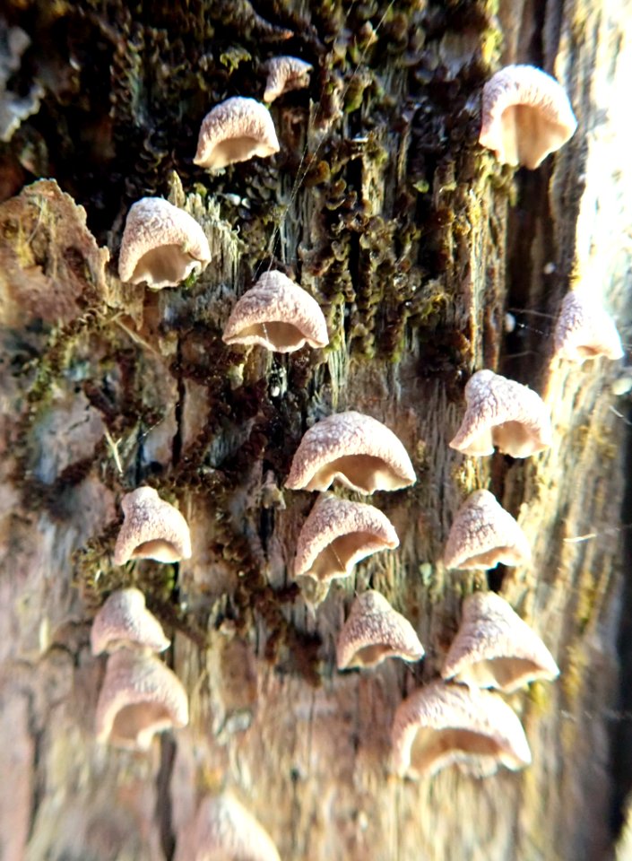 Calyptella totara 61532194
