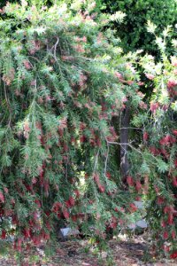 Callistemon cultivar IMG 0004-w-
