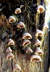 Calyptella totara 61532191
