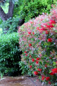 Callistemon cultivar IMG 0062-w-