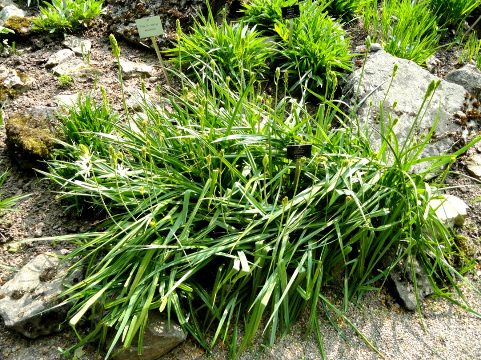 Camassia leichtlinii - Botanischer Garten Freiburg - DSC06447