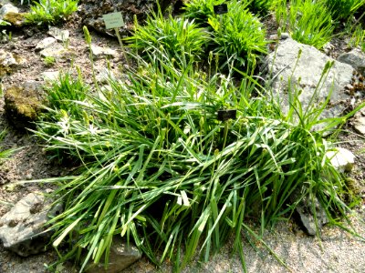Camassia leichtlinii - Botanischer Garten Freiburg - DSC06447