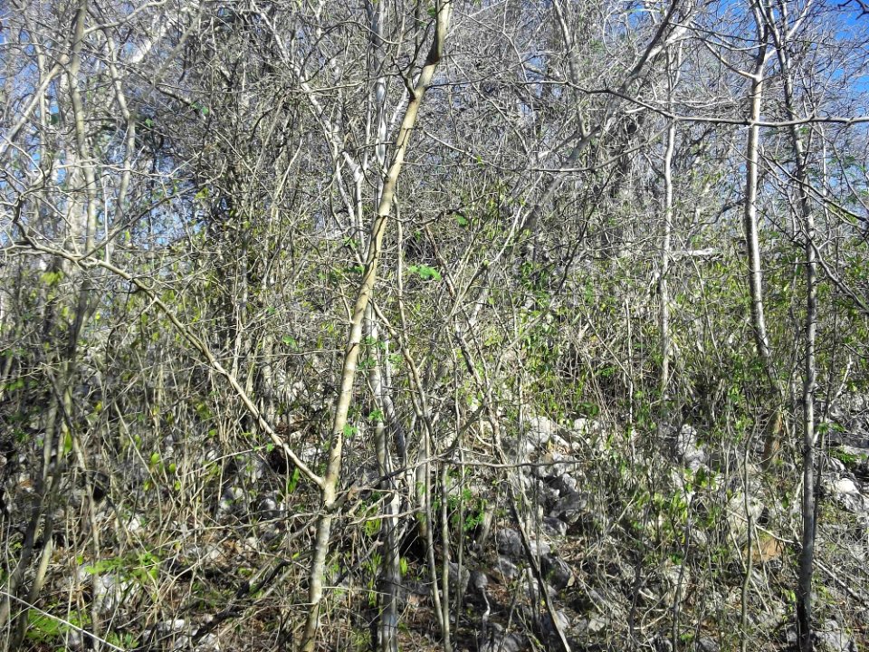 Calotmul (Yaxkukul), Yucatán (06)