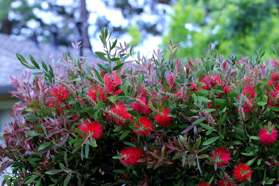 Callistemon cultivar IMG 0048-w-