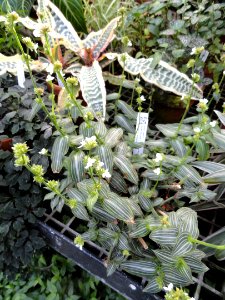 Callisia elegans - Lyman Plant House, Smith College - DSC04217