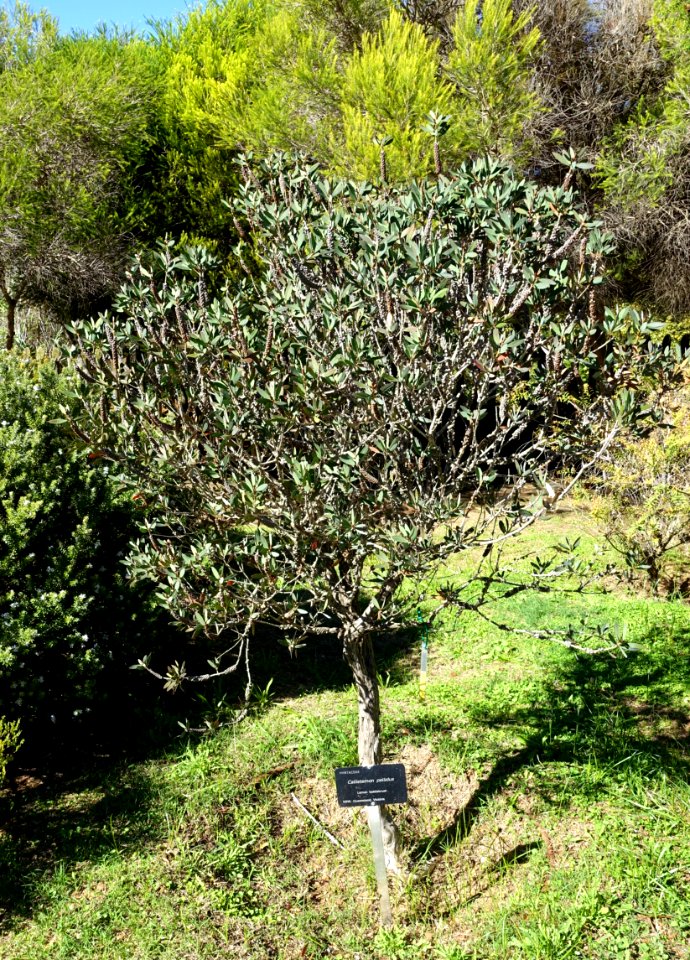 Callistemon pallidus - Jardín Botánico de Barcelona - Barcelona, Spain - DSC08917