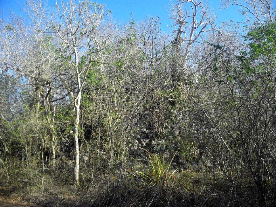 Calotmul (Yaxkukul), Yucatán (02)