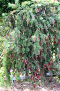 Callistemon cultivar IMG 0008-w-