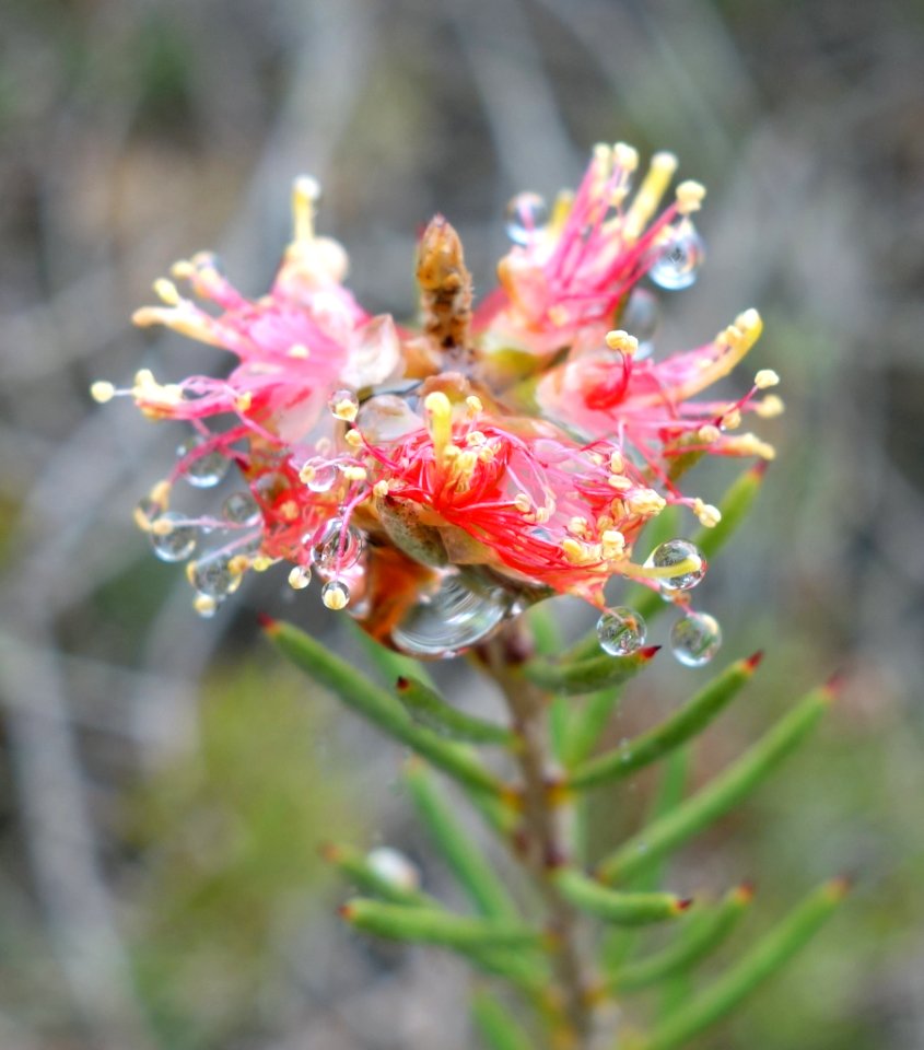 Callistemon brachyandrus - UC Santa Cruz Arboretum - DSC07399