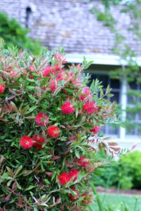 Callistemon cultivar IMG 0037-w-