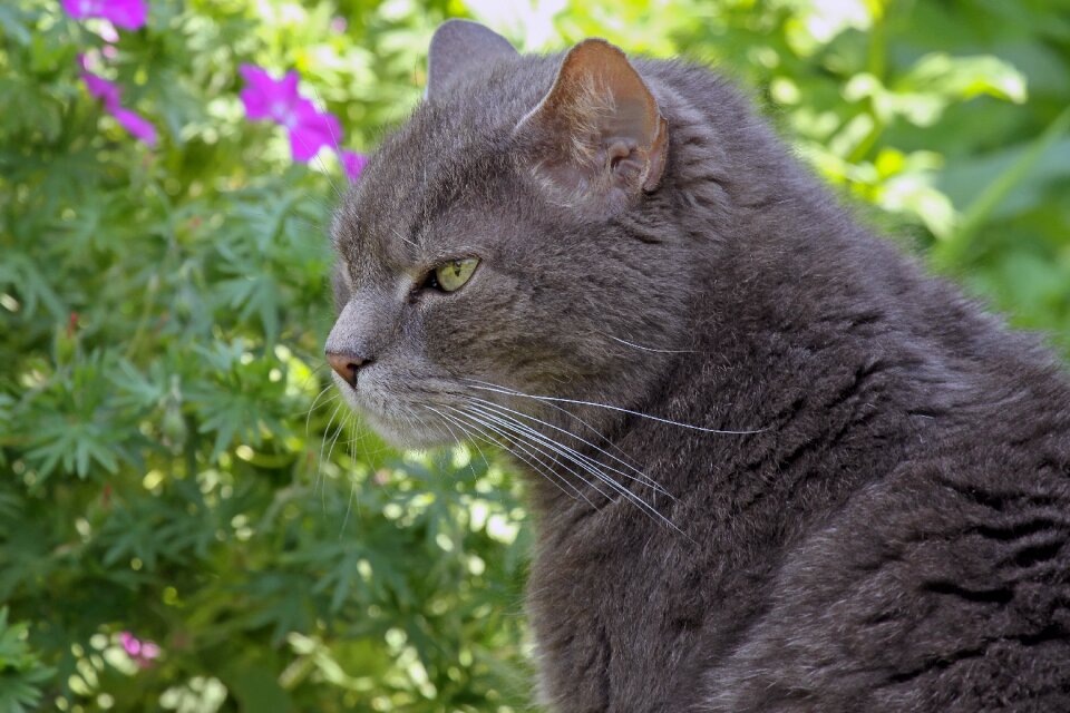 Grey relaxed animal