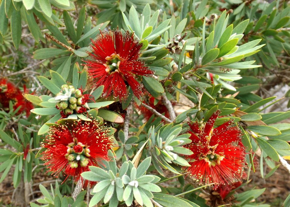 Callistemon little john