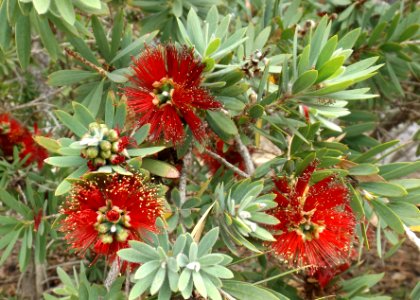 Callistemon little john