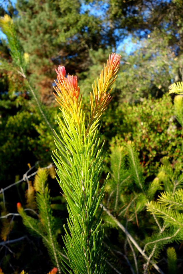 Calothamnus quadrifidus - San Luis Obispo Botanical Garden - DSC05884