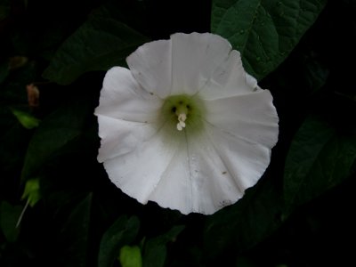 Calystegia sepium, 2021-07-01, South Side, 02