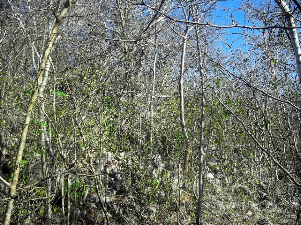 Calotmul (Yaxkukul), Yucatán (10)