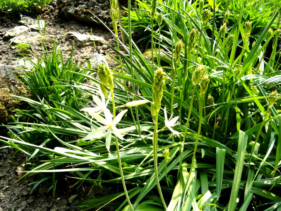 Camassia leichtlinii - Botanischer Garten Freiburg - DSC06448