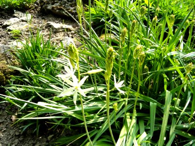 Camassia leichtlinii - Botanischer Garten Freiburg - DSC06448