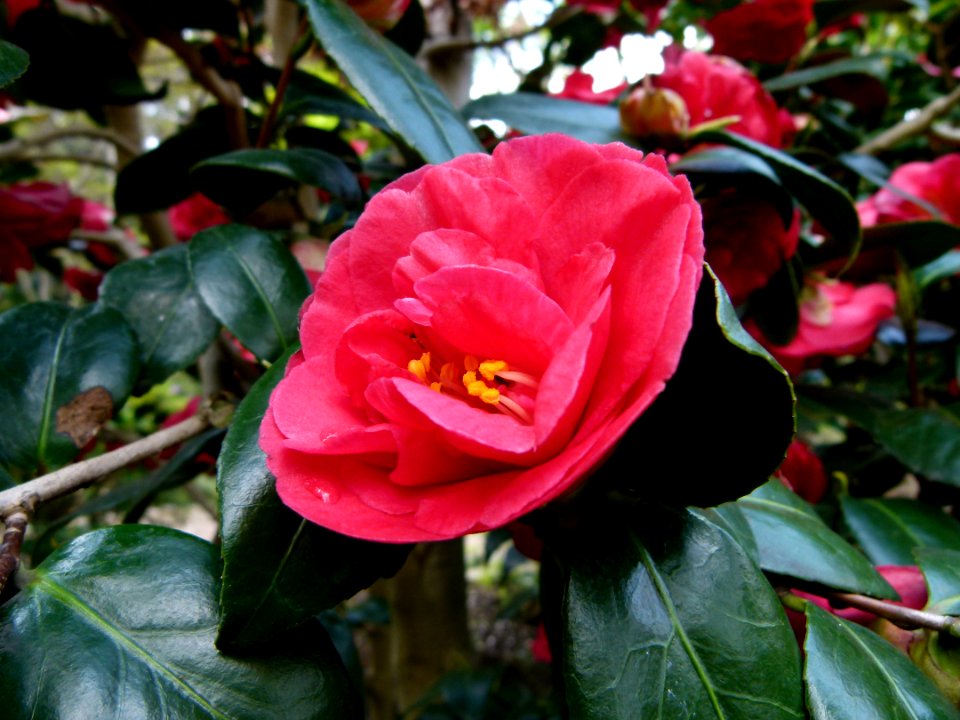 Camélia dans le jardin Albert Kahn