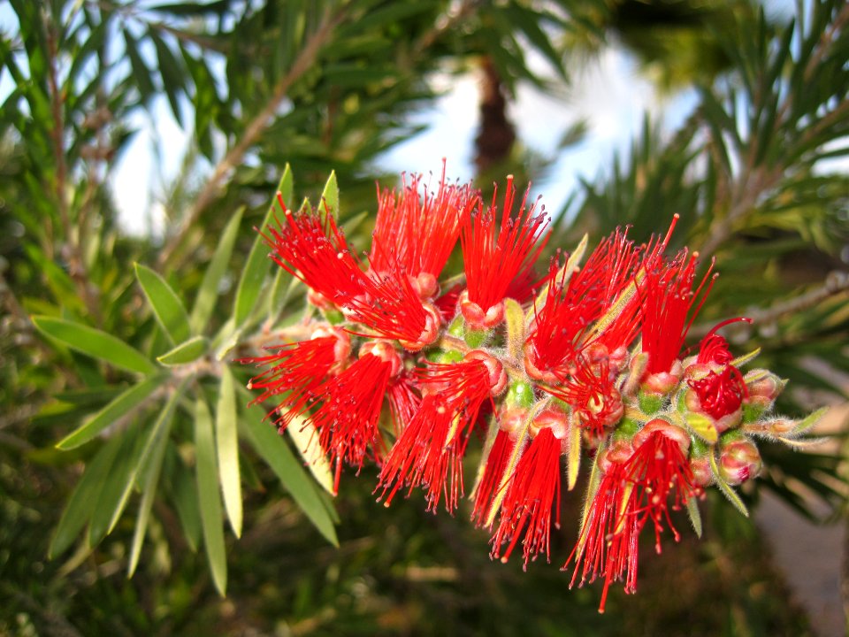 Callistemon viminalis (Weeping bottlebrush), Coín, Spain
