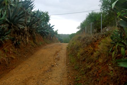 Camí de Riudoms a Castellvell