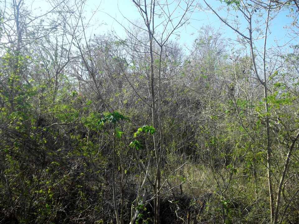 Calotmul (Yaxkukul), Yucatán (19)