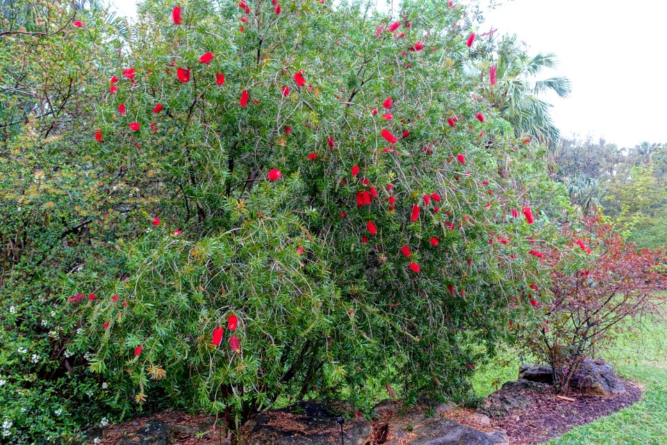 Callistemon rigidus - McKee Botanical Garden - Vero Beach, Florida - DSC03091