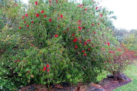 Callistemon rigidus - McKee Botanical Garden - Vero Beach, Florida - DSC03091