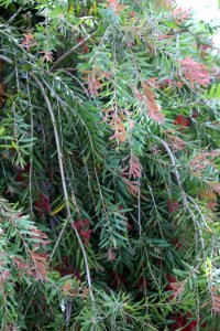 Callistemon cultivar IMG 0026-w-