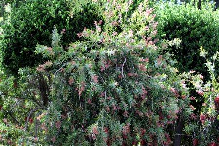 Callistemon cultivar IMG 0016-w-