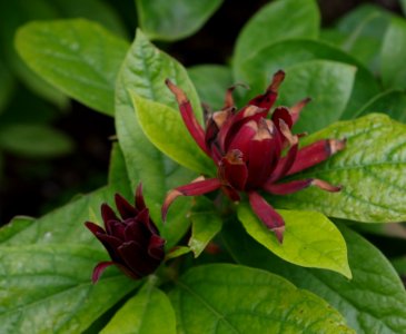 Calycanthus floridus - Parc floral 3 photo