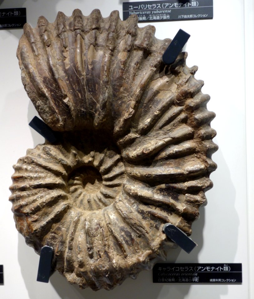 Calycoceras orientale - National Museum of Nature and Science, Tokyo - DSC06963