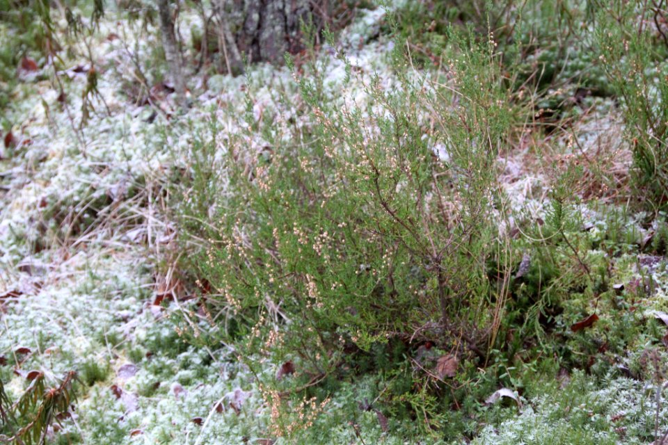 Calluna vulgaris 108500153