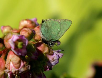 Callophrys Rubi Oulu 20140524