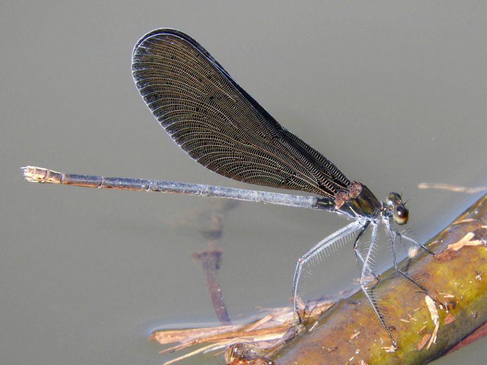 Calopteryx atrata(Female,Japan,2017.09.19,c)